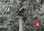 Image of sailing and palm trees Hawaii USA, 1937, second 35 stock footage video 65675022651