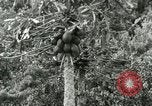 Image of sailing and palm trees Hawaii USA, 1937, second 36 stock footage video 65675022651