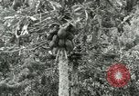 Image of sailing and palm trees Hawaii USA, 1937, second 37 stock footage video 65675022651