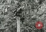 Image of sailing and palm trees Hawaii USA, 1937, second 39 stock footage video 65675022651