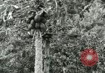 Image of sailing and palm trees Hawaii USA, 1937, second 42 stock footage video 65675022651