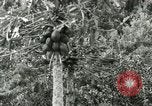 Image of sailing and palm trees Hawaii USA, 1937, second 43 stock footage video 65675022651