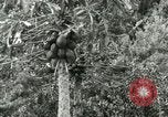 Image of sailing and palm trees Hawaii USA, 1937, second 44 stock footage video 65675022651