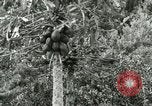 Image of sailing and palm trees Hawaii USA, 1937, second 45 stock footage video 65675022651