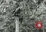 Image of sailing and palm trees Hawaii USA, 1937, second 46 stock footage video 65675022651