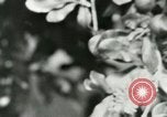 Image of sailing and palm trees Hawaii USA, 1937, second 48 stock footage video 65675022651