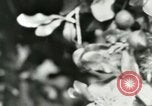 Image of sailing and palm trees Hawaii USA, 1937, second 53 stock footage video 65675022651