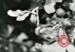 Image of sailing and palm trees Hawaii USA, 1937, second 55 stock footage video 65675022651