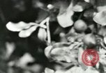 Image of sailing and palm trees Hawaii USA, 1937, second 57 stock footage video 65675022651