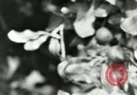 Image of sailing and palm trees Hawaii USA, 1937, second 58 stock footage video 65675022651