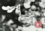 Image of sailing and palm trees Hawaii USA, 1937, second 61 stock footage video 65675022651