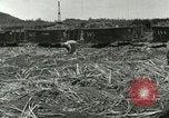 Image of Hawaiian workers Hawaii USA, 1937, second 6 stock footage video 65675022652