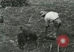 Image of Hawaiian workers Hawaii USA, 1937, second 15 stock footage video 65675022652