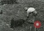 Image of Hawaiian workers Hawaii USA, 1937, second 16 stock footage video 65675022652