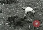 Image of Hawaiian workers Hawaii USA, 1937, second 17 stock footage video 65675022652