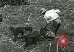 Image of Hawaiian workers Hawaii USA, 1937, second 18 stock footage video 65675022652