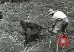 Image of Hawaiian workers Hawaii USA, 1937, second 19 stock footage video 65675022652
