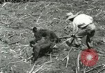 Image of Hawaiian workers Hawaii USA, 1937, second 20 stock footage video 65675022652