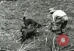 Image of Hawaiian workers Hawaii USA, 1937, second 21 stock footage video 65675022652