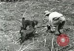 Image of Hawaiian workers Hawaii USA, 1937, second 22 stock footage video 65675022652