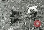 Image of Hawaiian workers Hawaii USA, 1937, second 23 stock footage video 65675022652