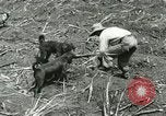 Image of Hawaiian workers Hawaii USA, 1937, second 24 stock footage video 65675022652