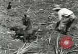 Image of Hawaiian workers Hawaii USA, 1937, second 25 stock footage video 65675022652