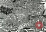 Image of Hawaiian workers Hawaii USA, 1937, second 26 stock footage video 65675022652