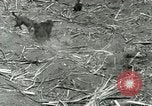 Image of Hawaiian workers Hawaii USA, 1937, second 27 stock footage video 65675022652