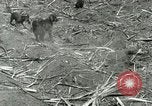 Image of Hawaiian workers Hawaii USA, 1937, second 28 stock footage video 65675022652