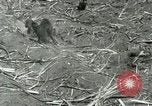 Image of Hawaiian workers Hawaii USA, 1937, second 29 stock footage video 65675022652