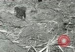 Image of Hawaiian workers Hawaii USA, 1937, second 30 stock footage video 65675022652