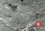 Image of Hawaiian workers Hawaii USA, 1937, second 31 stock footage video 65675022652