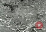Image of Hawaiian workers Hawaii USA, 1937, second 32 stock footage video 65675022652