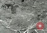 Image of Hawaiian workers Hawaii USA, 1937, second 33 stock footage video 65675022652