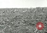 Image of Hawaiian workers Hawaii USA, 1937, second 34 stock footage video 65675022652
