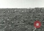 Image of Hawaiian workers Hawaii USA, 1937, second 35 stock footage video 65675022652