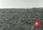 Image of Hawaiian workers Hawaii USA, 1937, second 37 stock footage video 65675022652