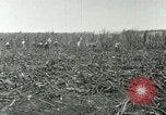 Image of Hawaiian workers Hawaii USA, 1937, second 38 stock footage video 65675022652