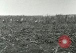 Image of Hawaiian workers Hawaii USA, 1937, second 39 stock footage video 65675022652