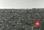 Image of Hawaiian workers Hawaii USA, 1937, second 40 stock footage video 65675022652