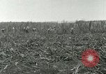 Image of Hawaiian workers Hawaii USA, 1937, second 42 stock footage video 65675022652