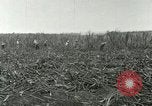 Image of Hawaiian workers Hawaii USA, 1937, second 43 stock footage video 65675022652