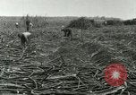 Image of Hawaiian workers Hawaii USA, 1937, second 44 stock footage video 65675022652