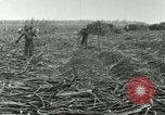 Image of Hawaiian workers Hawaii USA, 1937, second 45 stock footage video 65675022652