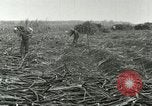 Image of Hawaiian workers Hawaii USA, 1937, second 46 stock footage video 65675022652