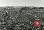 Image of Hawaiian workers Hawaii USA, 1937, second 47 stock footage video 65675022652