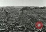 Image of Hawaiian workers Hawaii USA, 1937, second 48 stock footage video 65675022652