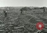 Image of Hawaiian workers Hawaii USA, 1937, second 49 stock footage video 65675022652