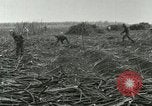 Image of Hawaiian workers Hawaii USA, 1937, second 50 stock footage video 65675022652